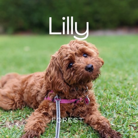 Lilly | Boomplay Music