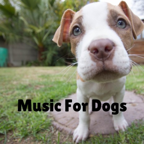 Fantasy Land ft. Music For Dogs Peace, Calm Pets Music Academy & Relaxing Puppy Music