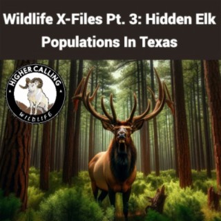 Wildlife X-Files Pt. 3: Texas' Hidden Elk Populations