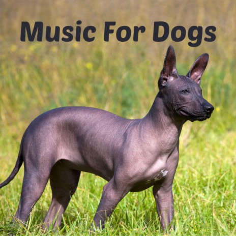 Escape From Reality ft. Music For Dogs Peace, Relaxing Puppy Music & Calm Pets Music Academy | Boomplay Music