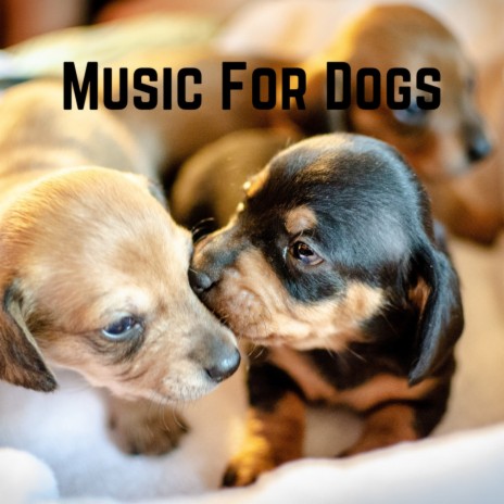 Soft Music For Dogs ft. Music For Dogs Peace, Relaxing Puppy Music & Calm Pets Music Academy | Boomplay Music