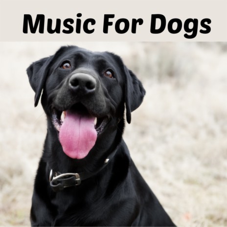 Bed Time Music ft. Music For Dogs Peace, Calm Pets Music Academy & Relaxing Puppy Music | Boomplay Music
