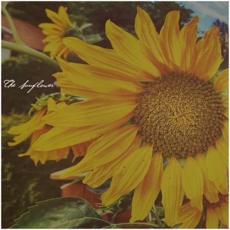 The Sunflower | Boomplay Music