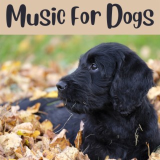 Music For Dogs