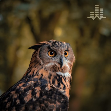 Peaceful Owl Forest (Loopable No Fade) | Boomplay Music