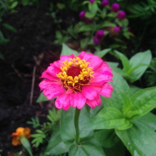 Zinnia.