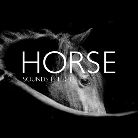 Animal Sounds Effects (A Horse Noise) | Boomplay Music