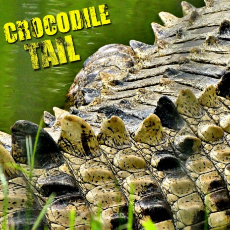 Crocodile Tail ft. Skeng, Najeeriii & Big Smoak | Boomplay Music