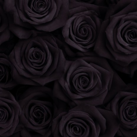 6lack Roses | Boomplay Music