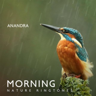 Morning Nature Ringtones: Calming Rain & Soothing Singing Birds