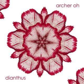 Dianthus