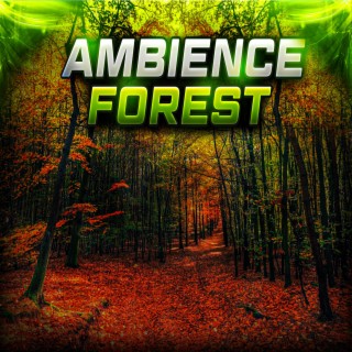 Forest (Ambience)