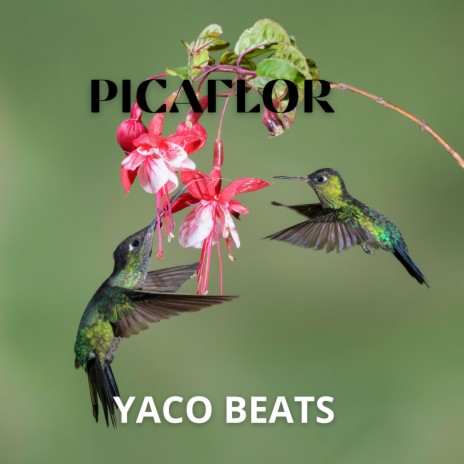 PICAFLOR | Boomplay Music