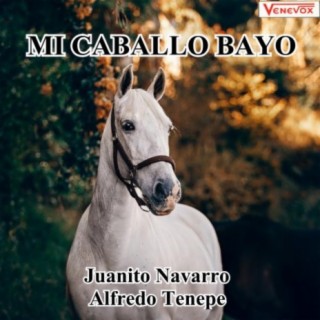 Mi Caballo Bayo