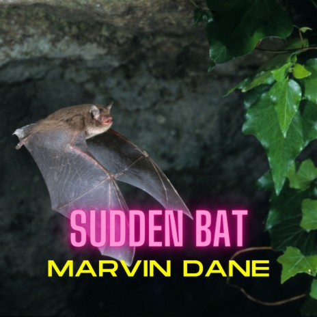 Sudden Bat | Boomplay Music