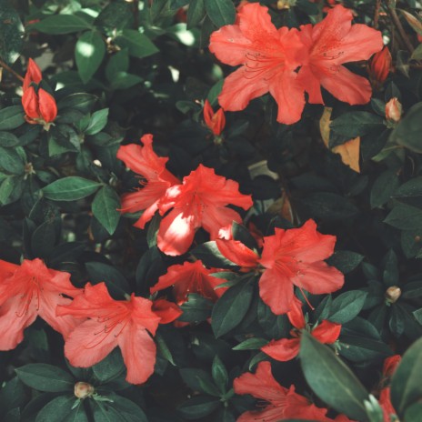 Azaleas