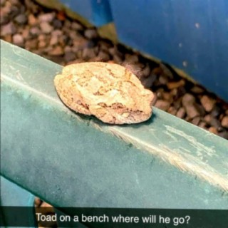 toad on a bench ep