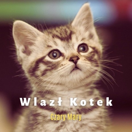 Wlazł Kotek | Boomplay Music