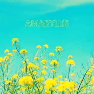 amaryllis