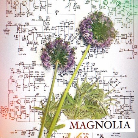 Magnolia | Boomplay Music