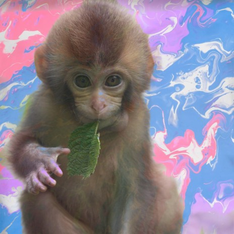 baby monkey | Boomplay Music