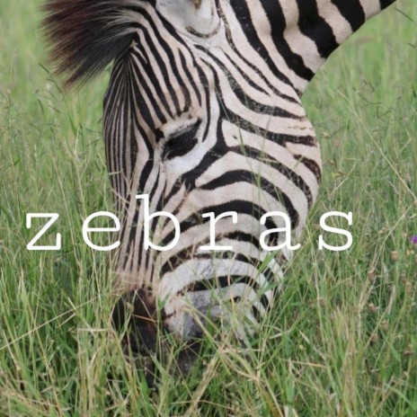 Zebras | Boomplay Music