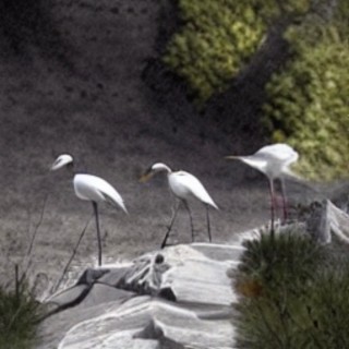 Egrets