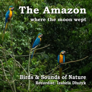 The Amazon - where the moon wept