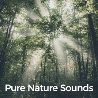 Nature Sounds and Music