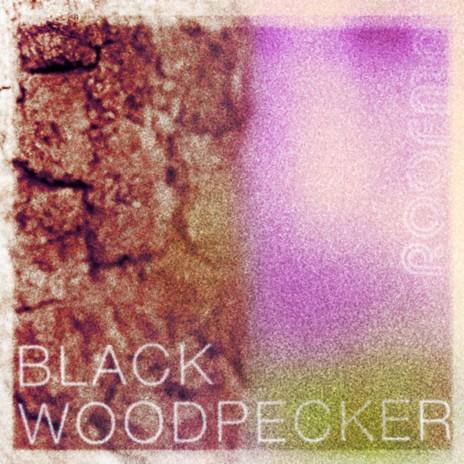 Black Woodpecker | Boomplay Music