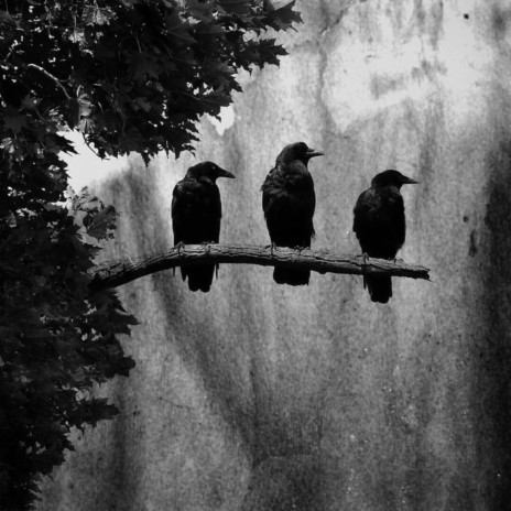3 Black Crows ft. Zai* & Vonte* | Boomplay Music