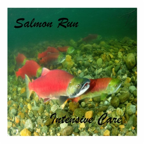 Salmon Run | Boomplay Music