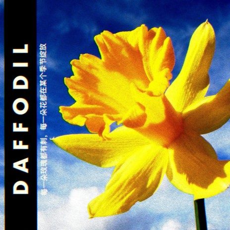 DAFFODIL