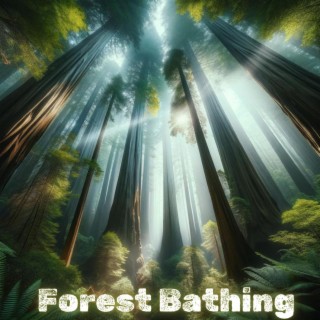 Forest Bathing: Meditation Yoga Music Relax Mind Body
