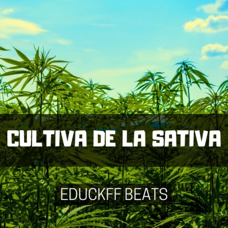 Cultiva De La Sativa