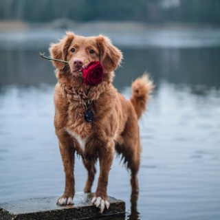 Calming Jazz For Dogs