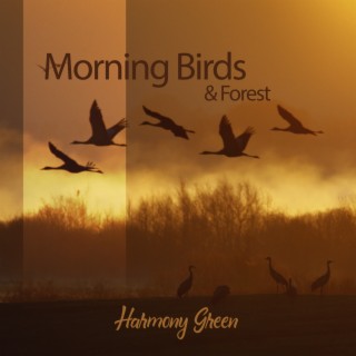 Morning Birds & Forest: Perfect for Daily Meditation