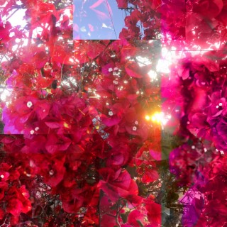 Bougainvillea