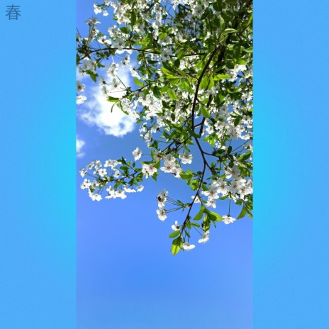 the spring blooms | Boomplay Music