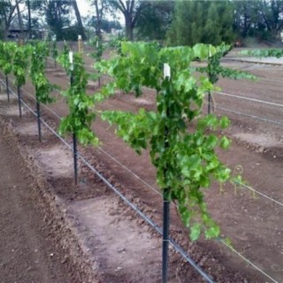 Grape Vine