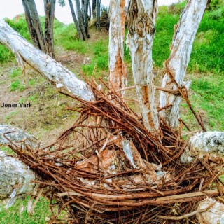 Pelican Nest