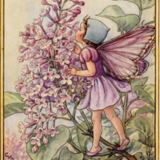 The Lilac Fairy