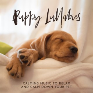 Puppy Lullabies – Calming Music to Relax and Calm Down Your Pet