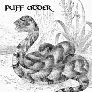 Puff Adder