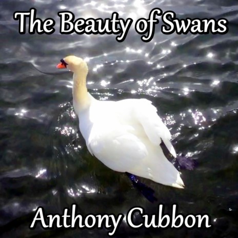 The Beauty of Swans