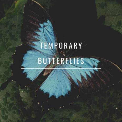 Temporary Butterflies