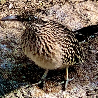 Roadrunner