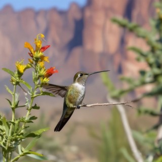 Hummingbird