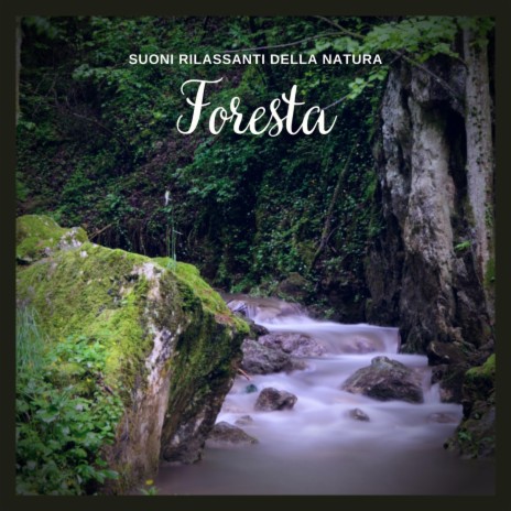 Suoni Rilassanti della Natura: Foresta, Pt. 40 | Boomplay Music