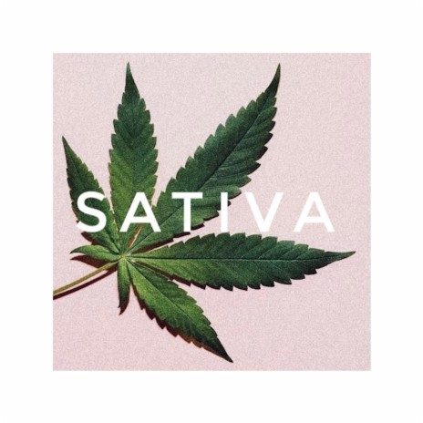 Sativa